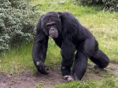 schimpanse foto bild wildparks natur zoo bilder auf fotocommunity