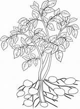 Potato Plant Coloring Vector Preview Growing sketch template