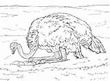 Ostrich Avestruz Huevos Egg Empollando sketch template