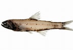 Afbeeldingsresultaten voor "lampanyctus Pusillus". Grootte: 144 x 100. Bron: fishesofaustralia.net.au