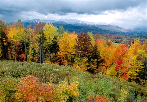 temperate forest ecosystem wild tracks