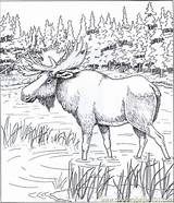 Coloring Moose Pages Printable Animal Patterns Wood Color Adults Bing Animals Carving Online Printables Alaskan Book Coloringpages101 Adult Sheets Burning sketch template