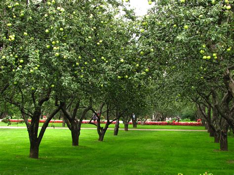 fileapple orchards  kolomenskoye jpg