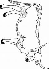 Koe Ausmalbilder Dieren Vaches Kuh Mewarnai Vache Mucche Sapi Colorare Coloriages Longhorn Animasi Animaatjes Bergerak Gify Cows Malvorlagen Kolorowanki Krowy sketch template