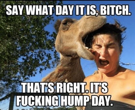 Life With Sarah F Hump Day Say What Hump Day Humor