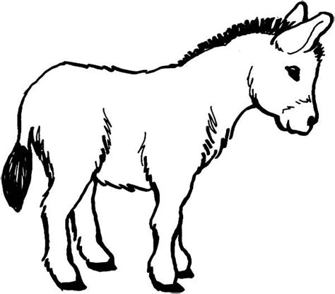 imagen de una mula  colorear dibujos de colorear