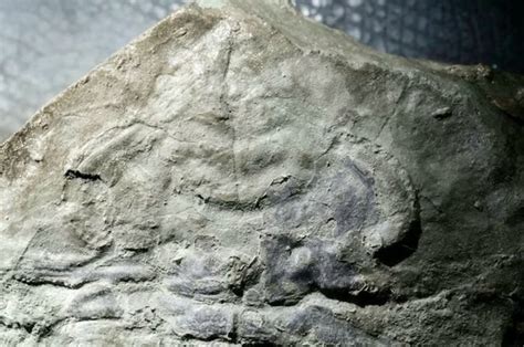 oldest eye ever discovered in 530 million year old