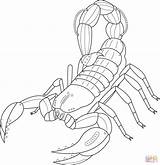 Scorpio Skorpion Coloringbay sketch template