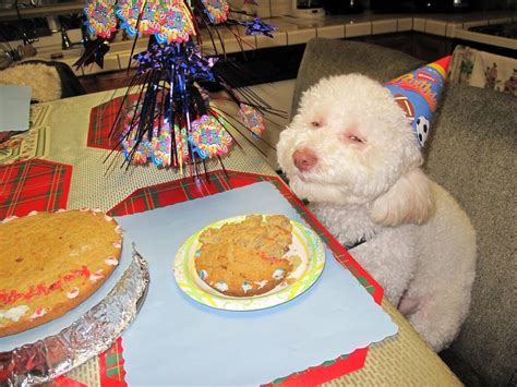 happy birthday dog images   cute im wagging  imaginary