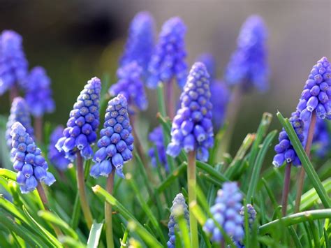 blue spring flowers grape hyacinths desktop backgrounds