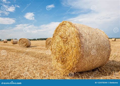 hay bale stock photo image  harvesting