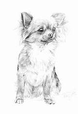 Chihuahua Kleurplaat Kleurplaten Chiwawa Chihuahuas Pencil Downloaden Uitprinten Colouring sketch template