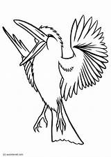 Kookaburra Coloring Pages Drawings Large Printable 4kb 750px sketch template