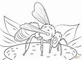 Coloring Honeybee Pages Kolorowanka Kolorowanki Druku Insects Printable Bees European Supercoloring Dzieci Dla Drawing sketch template