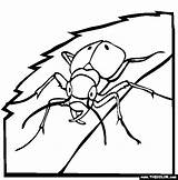 Coloring Beetle Insect Tiger Pages sketch template