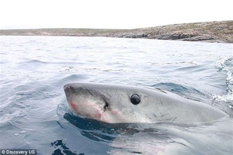 Great White Shark More Like Cute Af White Shark Great