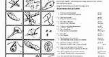 Key Dichotomous Protist Activity Worksheet sketch template