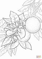 Orange Blossom Coloring Pages Printable Oranges Tree Drawing Supercoloring Fruit Kiwi Print Paper sketch template