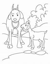 Goat Coloring Pages Kid Goats Boer Drawing Mother Pygmy Farm Colouring Baby Animals Kids Animal Printable Bestcoloringpages Sheets Getdrawings Wolf sketch template