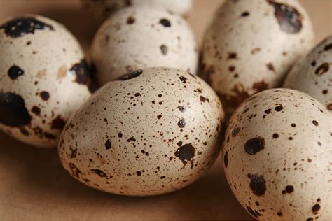 50 Unbelievable Benefits Of Quail Eggs You Must Know 2024
