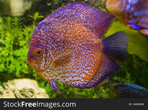 discus  stock  stockfreeimages