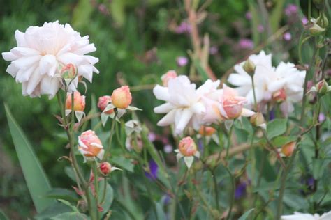 arathusa bush grassroots rose nursery