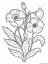 Coloring Flowers Poppy Pages Flores Print Dibujos sketch template