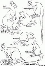 Animals Australian Coloring Animal Pages Printable Australia Templates Colouring Template Native Kids Kangaroo Drawing Wallaby Australien Tiere Rock Printables Result sketch template