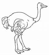 Avestruz Struzzo Ostrich Kolorowanki Emu Imagui Avestruces Stampare Dzieci Kiwi Strusie Colora Struś Animali sketch template