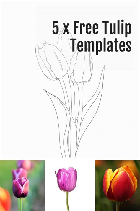 tulip template    printable tulips