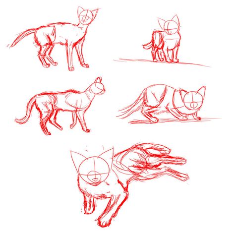 Cat Anatomy For Drawing At Explore Collection Of