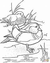 Coloring Mandarin Duck Wood Ducks Pages Duke Drawings Designlooter 1021 85kb sketch template
