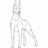 Doberman Pinscher Drawing Dog Drawings Breeds Paintingvalley sketch template