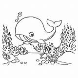 Whales Whale Walvis Walvissen Kleurplaat Kleurplaten Seahorse sketch template