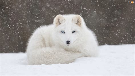 bialy lis polarny na sniegu