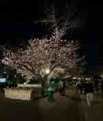 しずかの桜 に対する画像結果.サイズ: 150 x 176。ソース: momoseshizuka.blog.jp