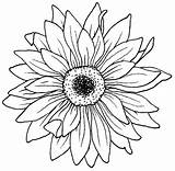Drawing Flower Aster Coloring Pages African Tattoo Violet Blooming Flowers Color Stencil Tattoos September Sunflower Drawings Daisy Colouring Getdrawings Bulkcolor sketch template