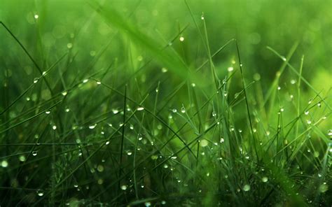 grass wallpapers