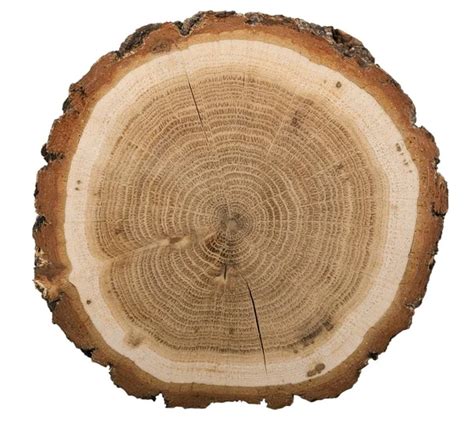 cut  tree stock photo  billiondigital