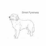 Pyrenees Dog Breeds Dogbreedslist sketch template