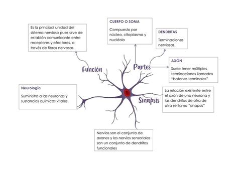 Top 55 Imagen Mapa Mental De Sinapsis Viaterra Mx Vrogue