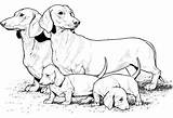 Coloring Dog Pages Puppy Realistic Printable Sausage Colouring Print Color Wiener Dachshund Dogs Colour Family Animals Puppies Drawing Weiner Big sketch template