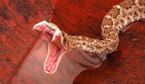 rattlesnake facts  science