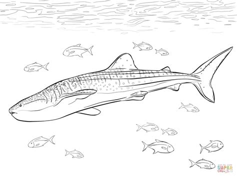 whale shark coloring pages