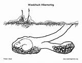 Hibernating Woodchuck Coloring Adaptations Winter Den Animal Mural Adaptation Survival Support Sponsors Wonderful Please sketch template