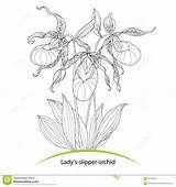 Slipper Lady Orchid Isolated Cypripedium Calceolus Ornate Leaves Coloring Flowers Background Book Dreamstime Preview sketch template