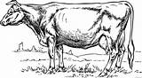 Cattle Krava Calf Pobarvanka Sapi بقره صوره Coloring4free Mewarnai Openclipart Pobarvanke Vacas Toros Farm Bueyes تلوين Bull Donate sketch template