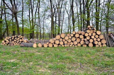 removal  stand  trees stock image image  wood