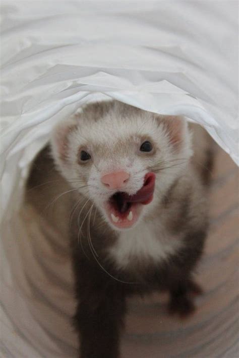 230 best ferrets ftw images on pinterest