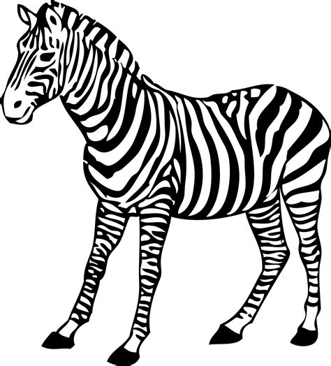 zebra picture  color  zebra pictures zebra clipart zebra